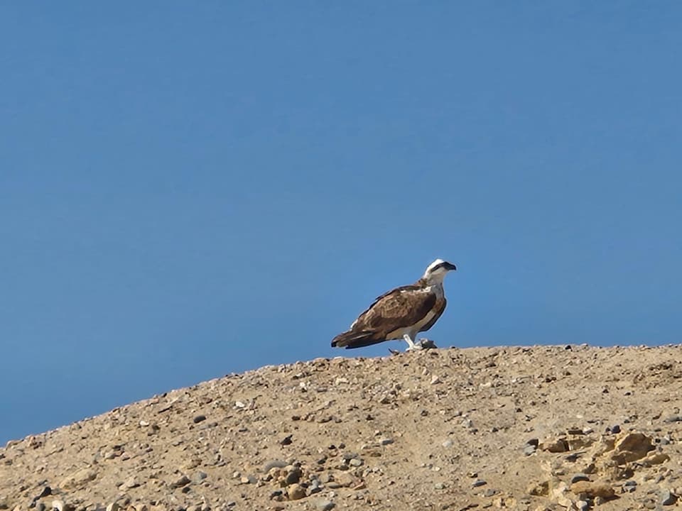Strand Akassia Swiss Resort