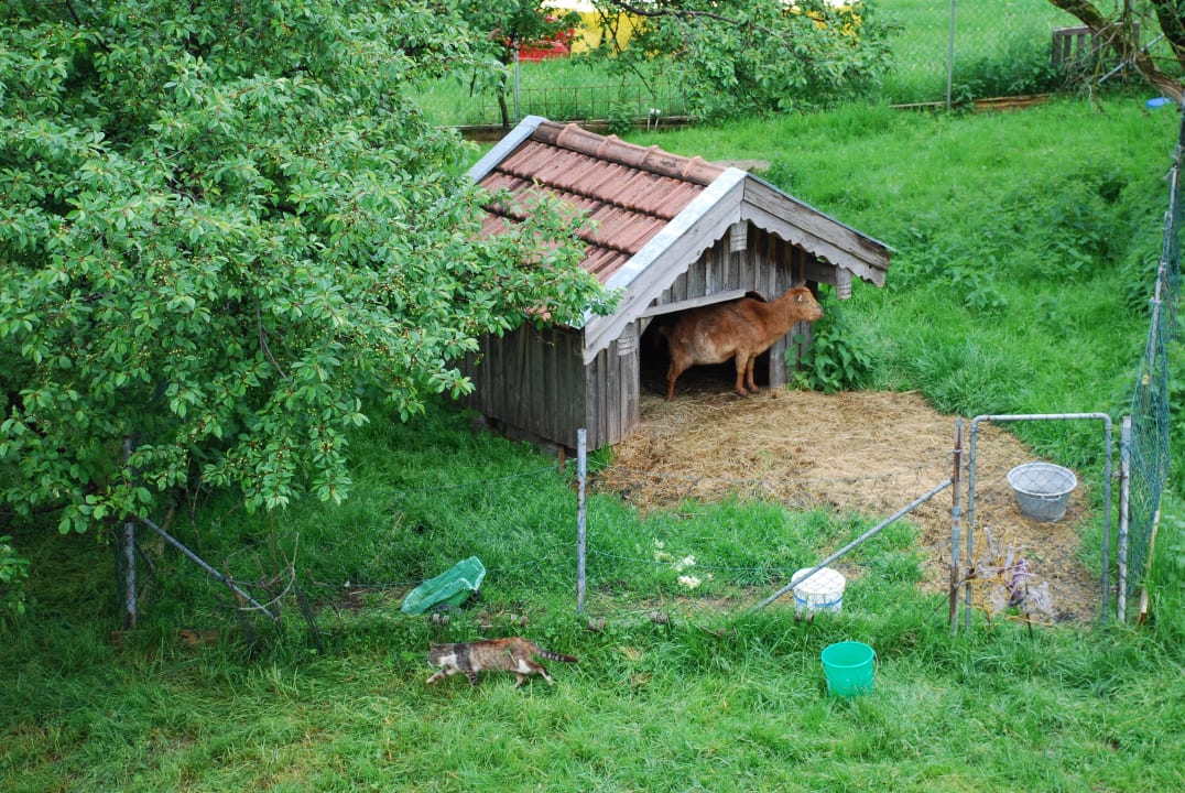 Ziege Burschi Fröschlhof