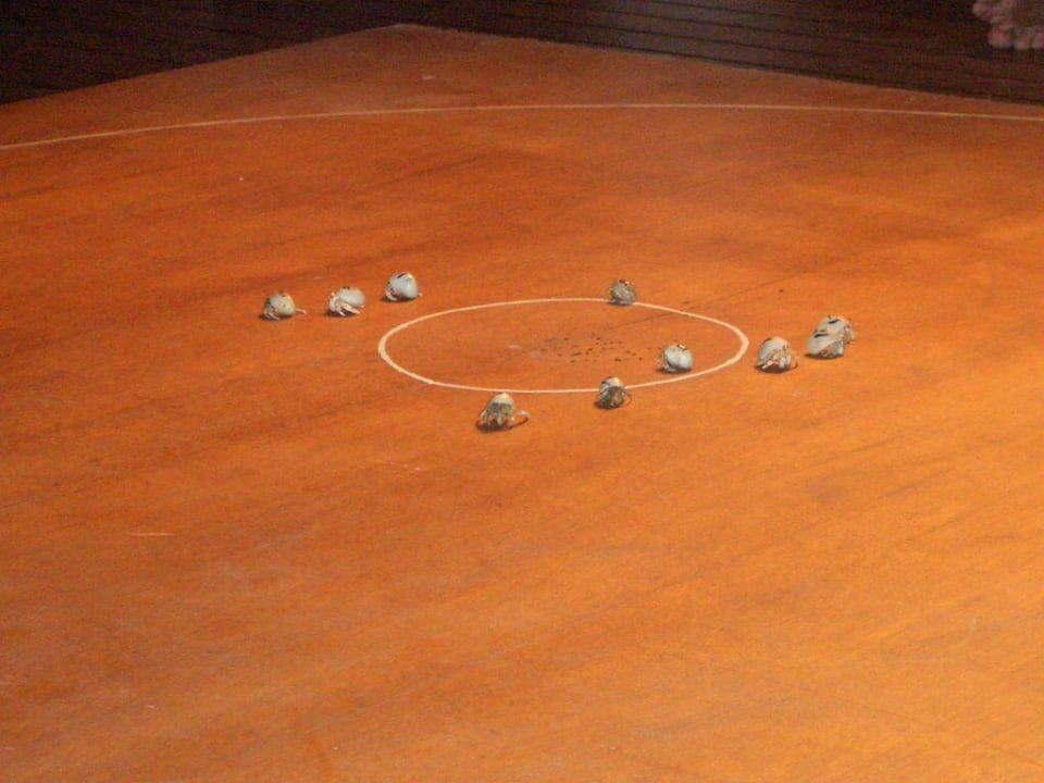 Krabbenrennen Cinnamon Hakuraa Huraa Maldives