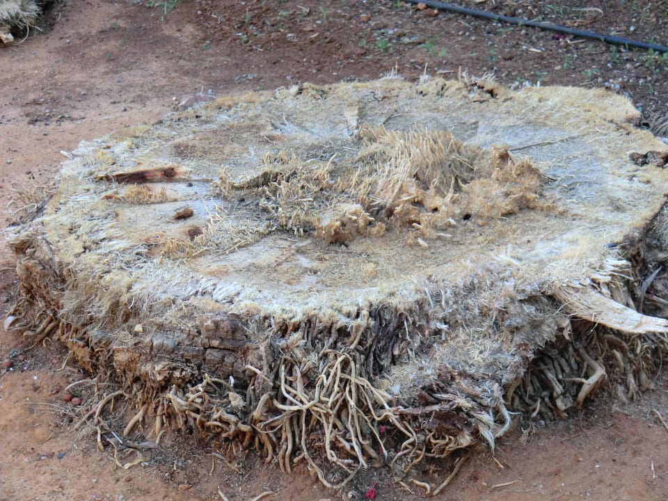 Vom Palmrüssler zerstörte Palme Phãea Cretan Malia