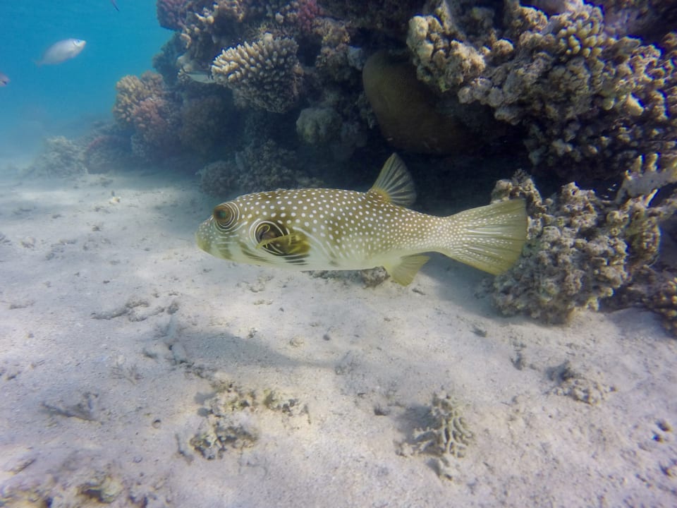 Strand JAZ Elite Amara