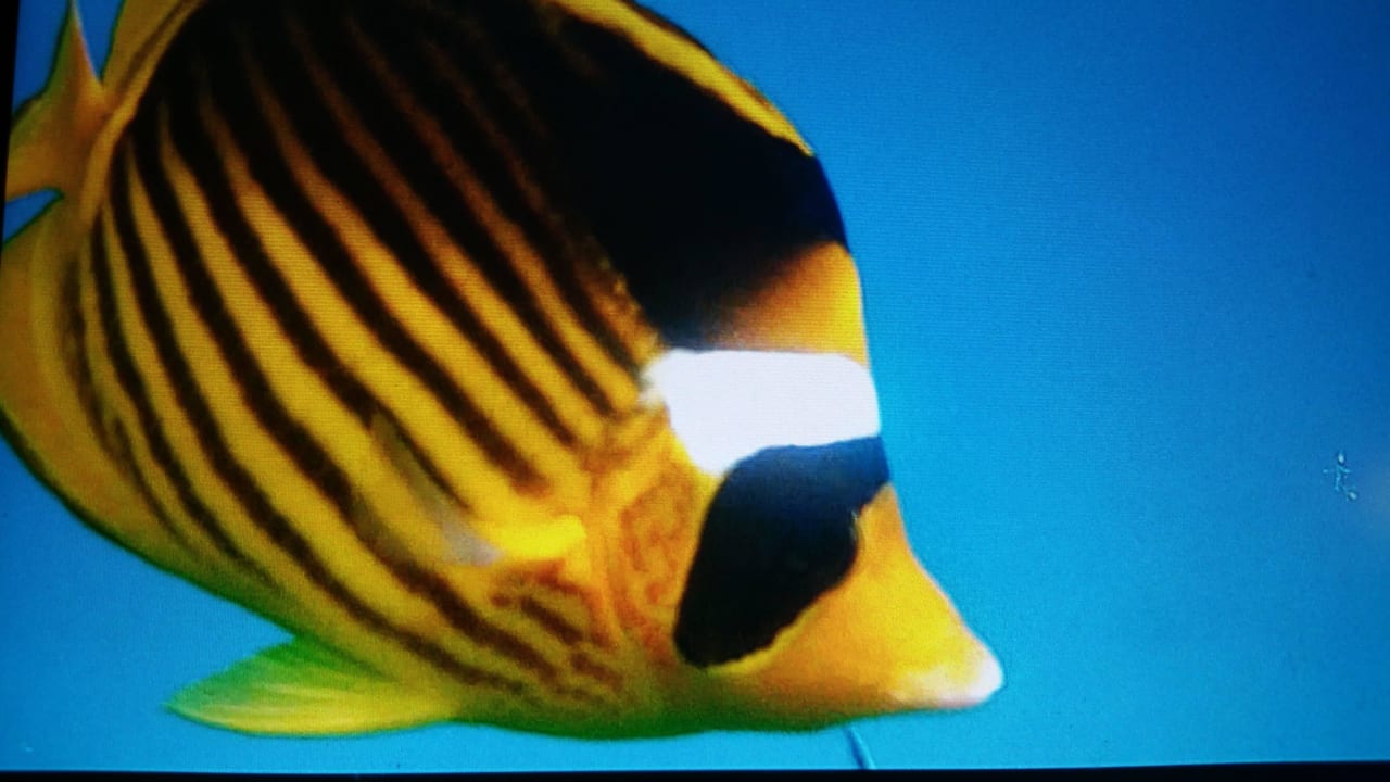 Zahmer Fisch Makadi Spa - Adults only