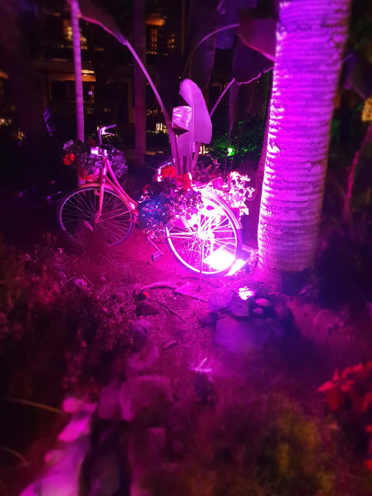 Gartenanlage Hotel Parque Tropical