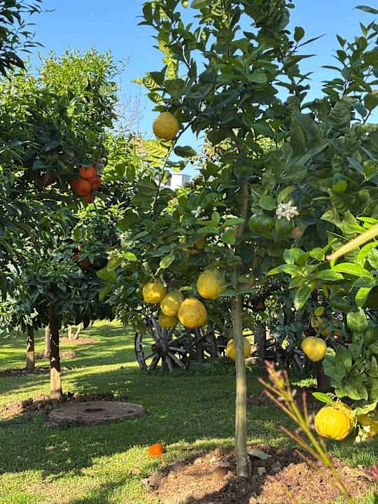 Gartenanlage Side Royal Palace Hotel & Spa