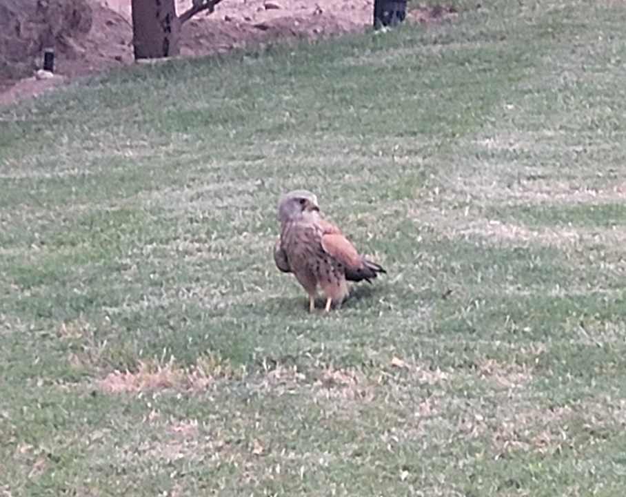 Gartenanlage Siva Golden Bay Makadi