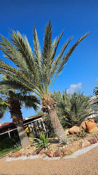 Außenansicht TUI MAGIC LIFE Penelope Beach