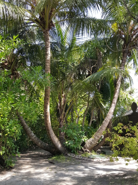 Gartenanlage Adaaran Select Meedhupparu Island Resort - Premium All Inclusive
