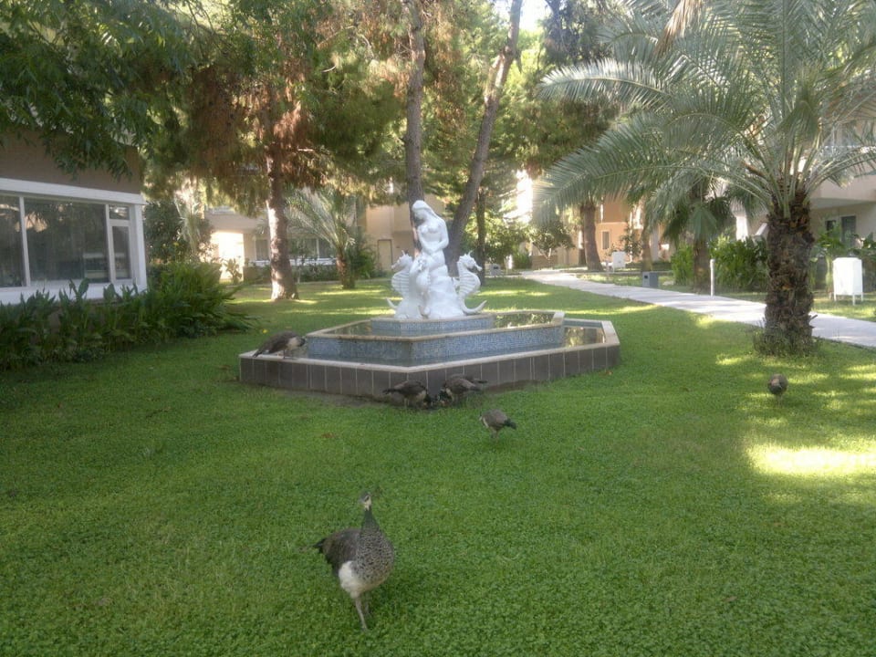 Springbrunnen Club Sidelya Hotel