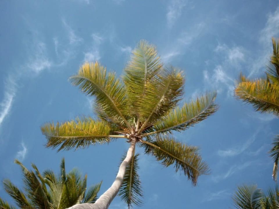 Barcelo Bavaro Ocean Village Villas Bavaro Resort & Spa