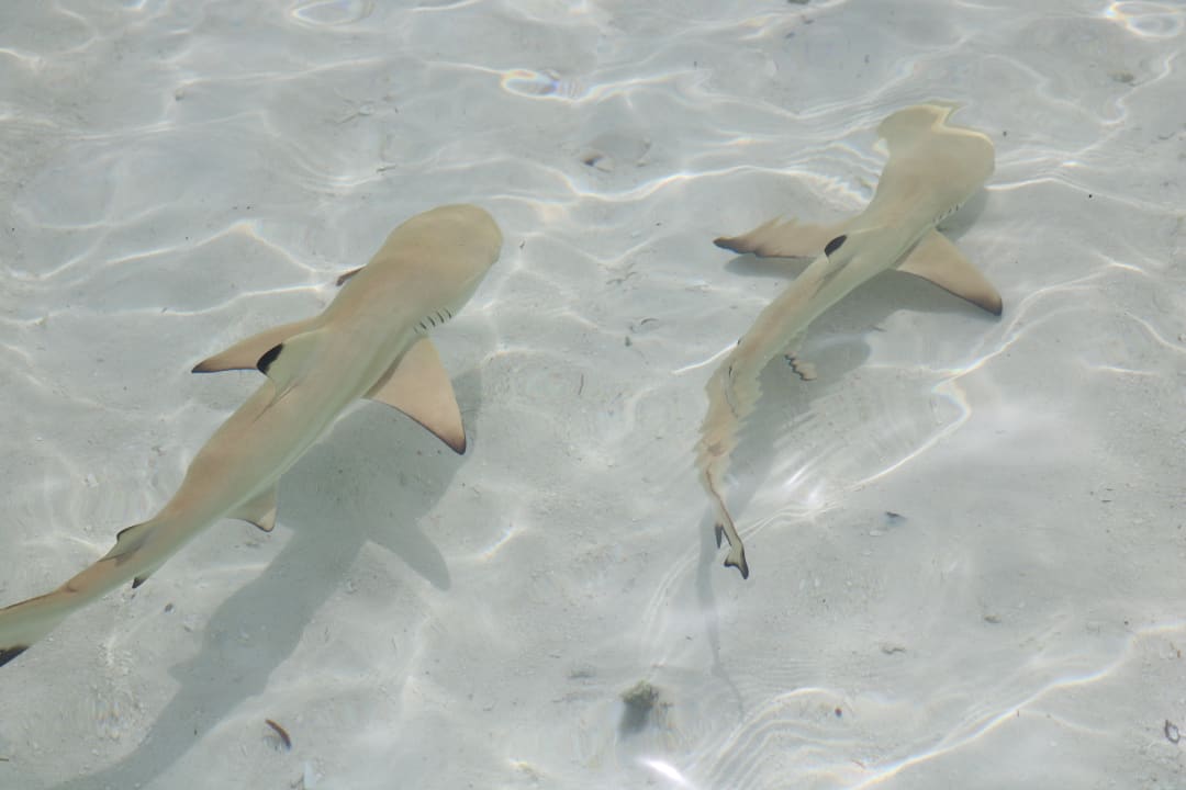 Strand Kuredu Island Resort & Spa