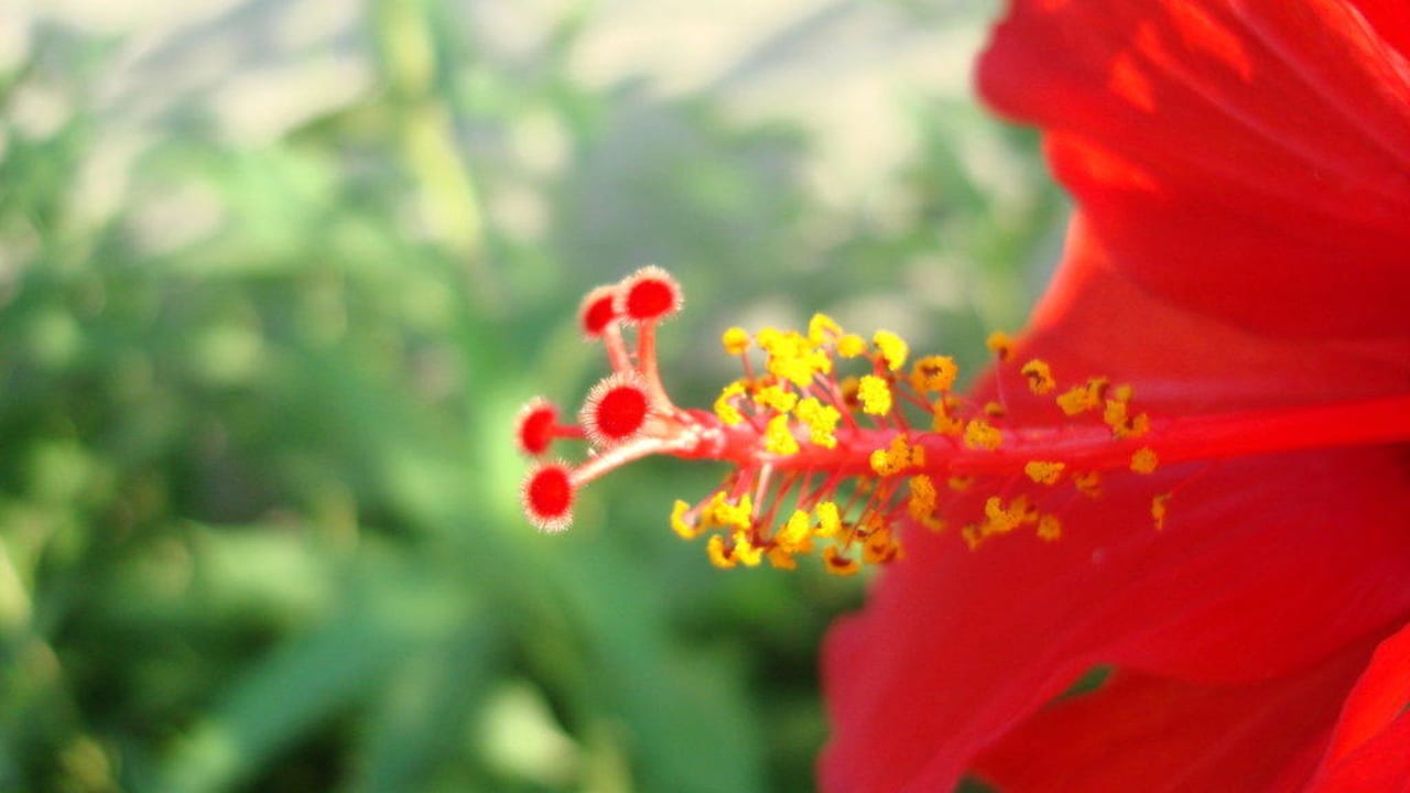 Anlage mit schönen Fotomotiven Aldiana Club Rocca Nettuno Calabria