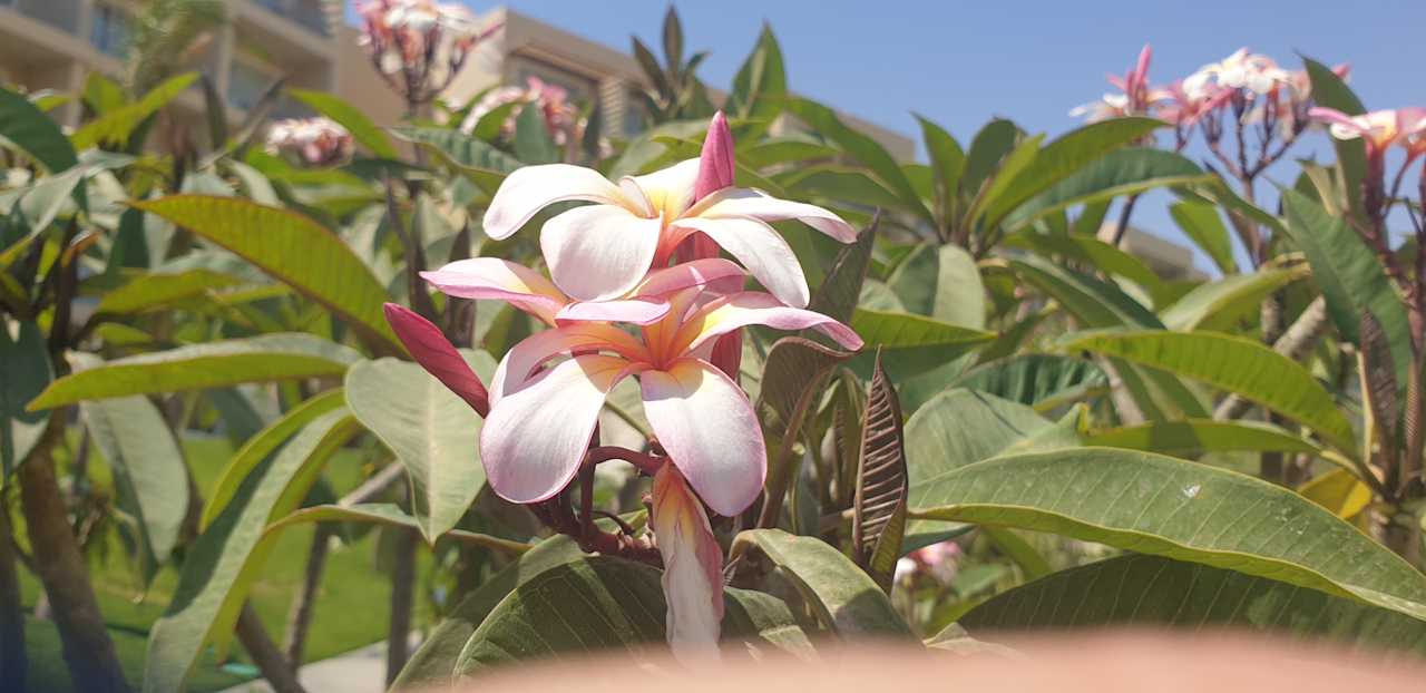 Außenansicht JAZ Elite Asteria