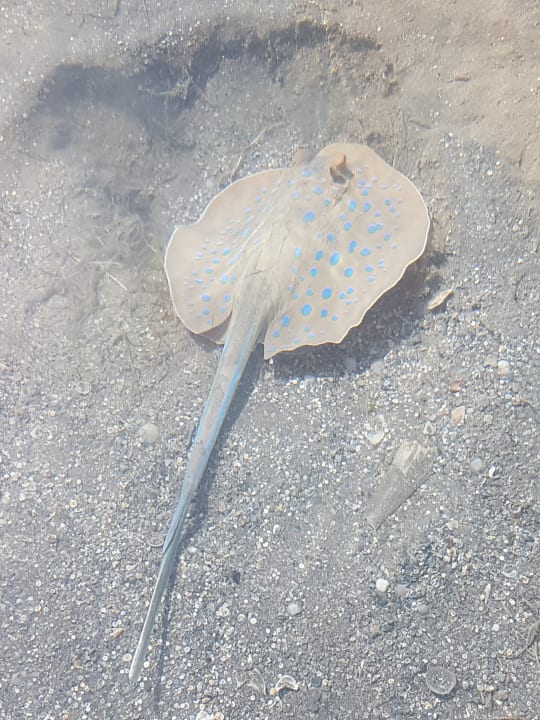 Sport & Freizeit Cleopatra Luxury Resort Makadi Bay