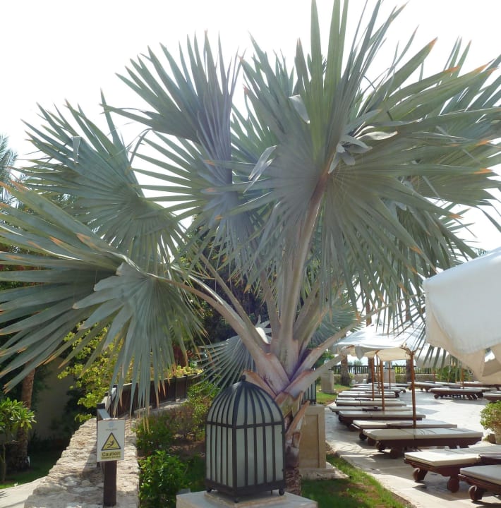 Palme The Grand Hotel Sharm El Sheikh