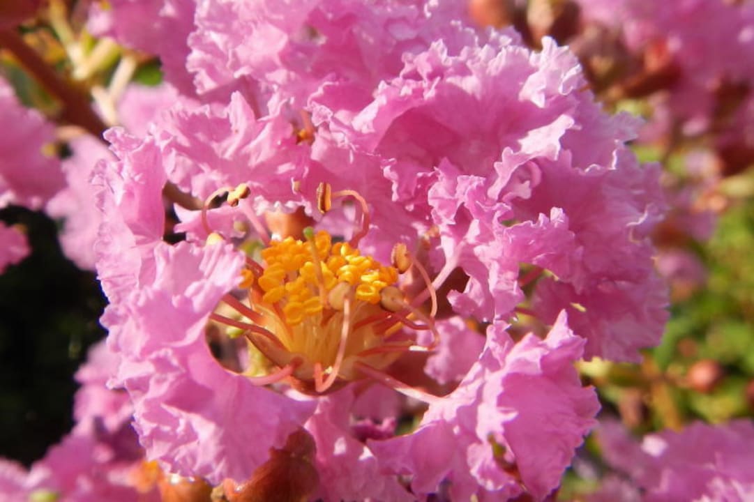 Blume Hotel Ariston Molino