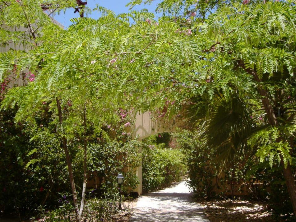 Gartenanlage Steigenberger Coraya Beach - Adults only