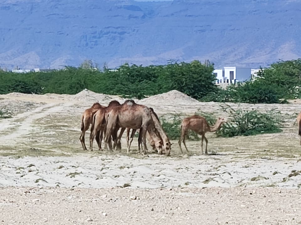 Ausblick Salalah Rotana Resort