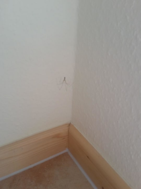 Spinnen im Zimmer Hotel Kaisers Ostseeperle