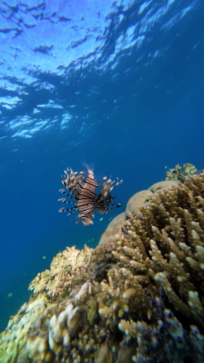 Strand JAZ Elite Amara