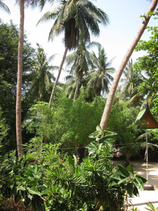 Die Gartenanlage Seaflower Bungalows