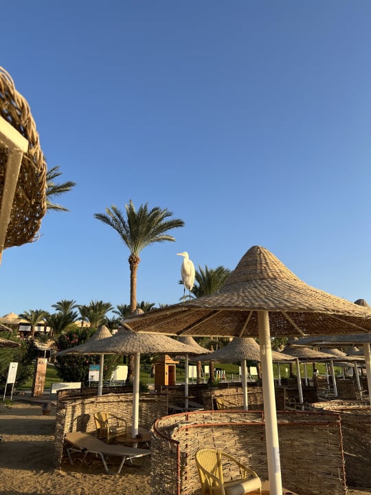 Strand Steigenberger Coraya Beach - Adults only