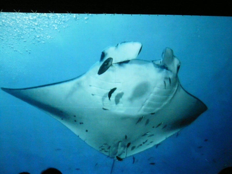 Unterwasserwelt Embudu Village