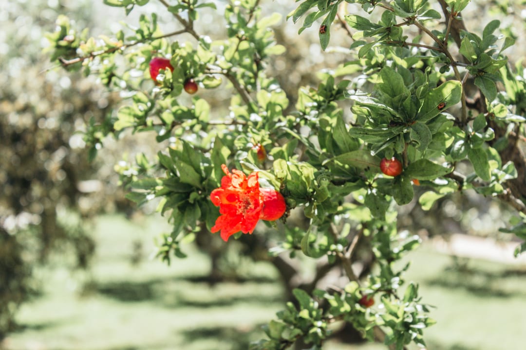 Gartenanlage Akrathos Beach Hotel