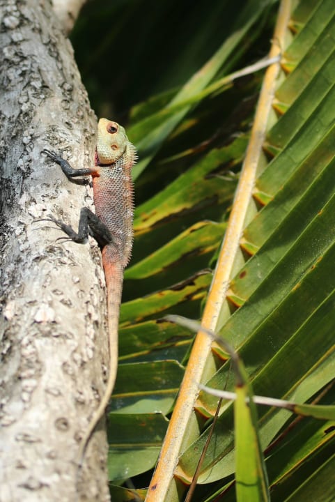 Kleiner Drache    Meeru Maldives Resort Island