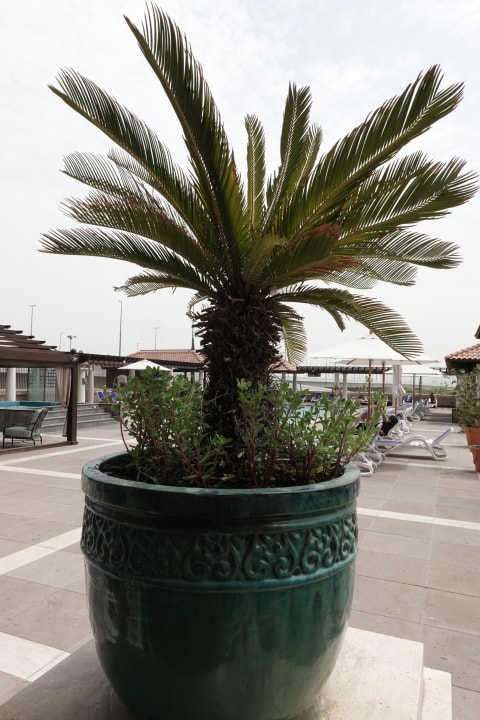 Pool Hyatt Regency Dubai & The Galleria Residenz