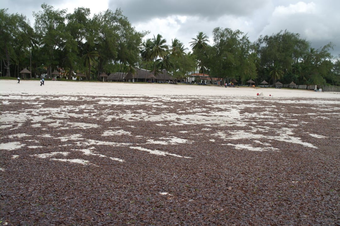 So sah es zum Glück nur einen einzigen Tag aus! Diani Sea Resort