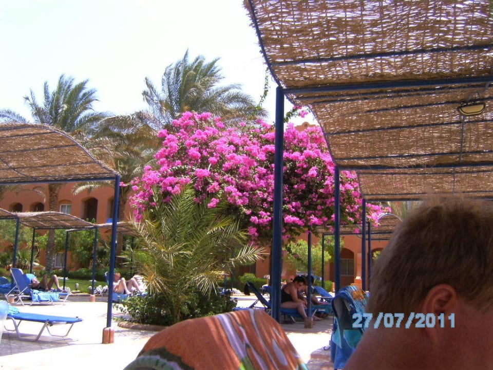 Wunderschoene Blumen am Pool Jaz Makadi Oasis Resort
