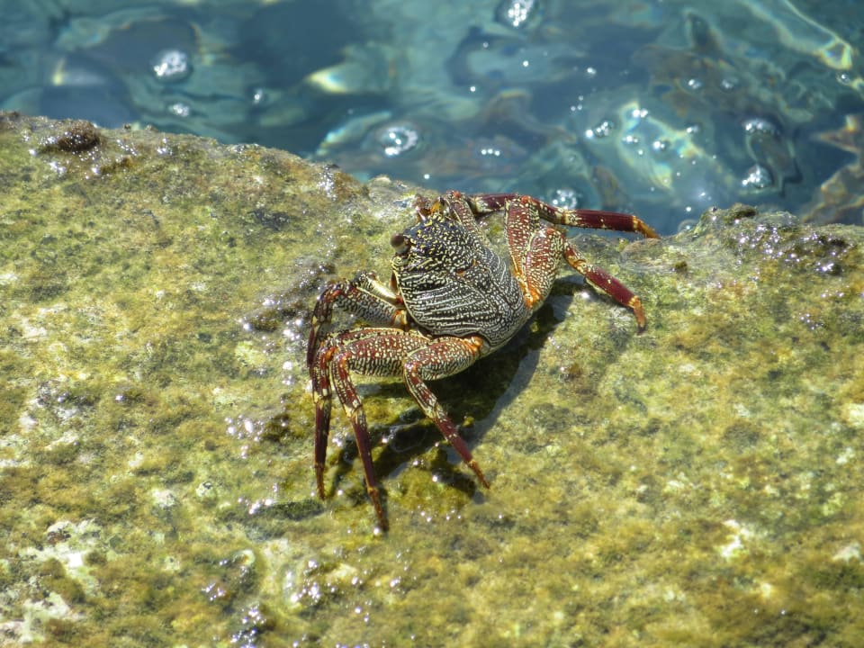 Krebse am Boots-Anlegesteg Adaaran Select Hudhuran Fushi - Premium All Inclusive