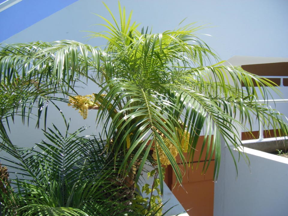 Palmen überall Atlantica Mikri Poli Rhodes