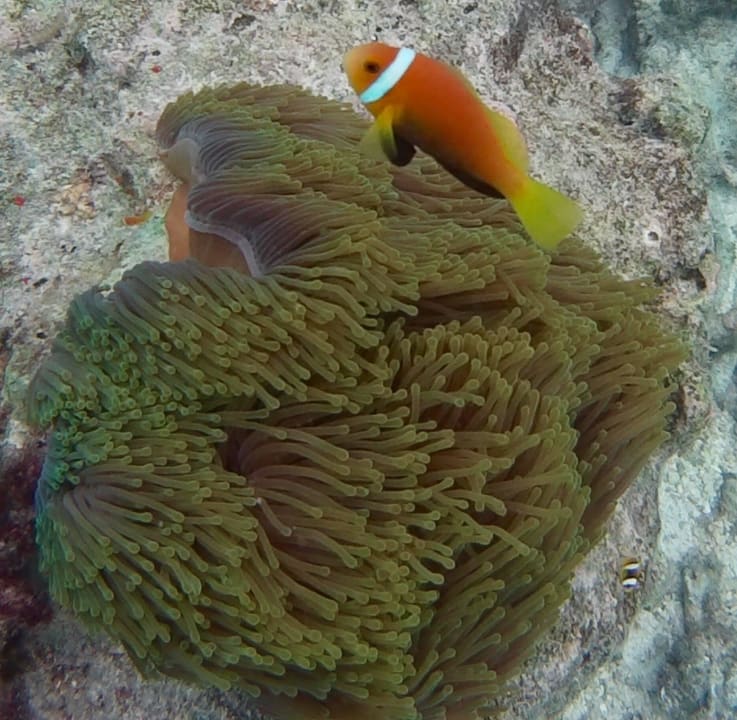 Unterwasserwelt vor Bungalow 366 Summer Island Maldives