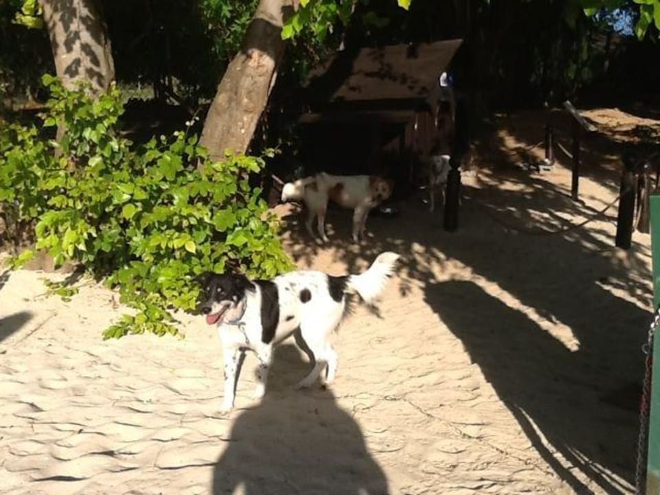 Ein Projekt für 5 Hunde vom Maritim Maritim Resort & Spa Mauritius