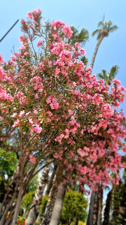 Gartenanlage Labranda Alantur Resort