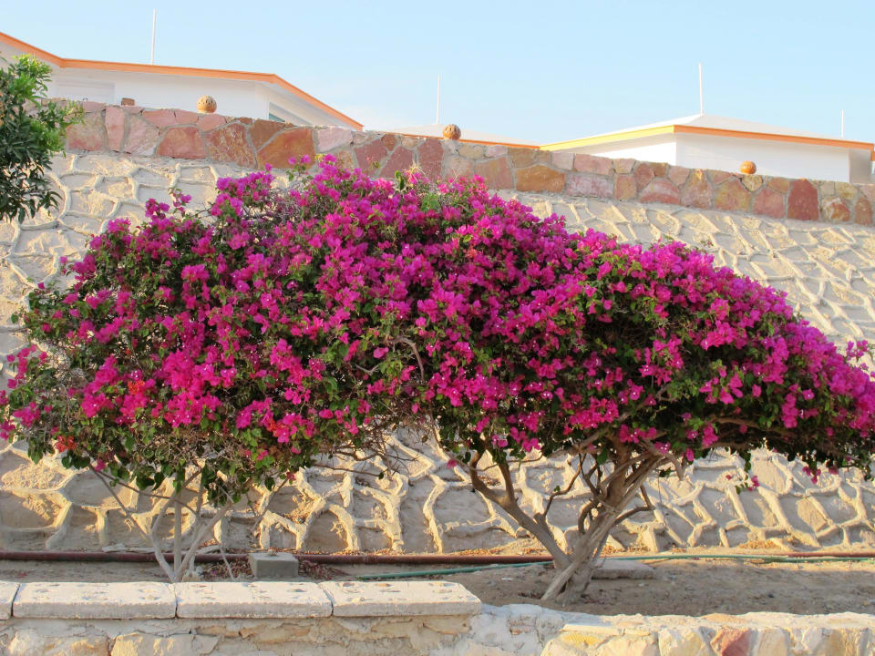 Garten Coral Sun Beach