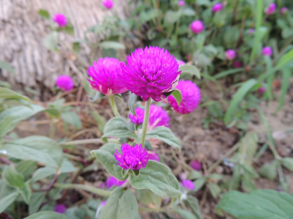 Gartenanlage Three Corners Sea Beach Resort