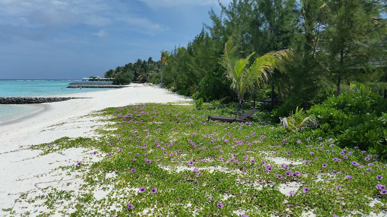 Strand  Summer Island Maldives