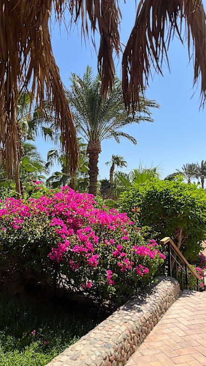 Gartenanlage Fort Arabesque Resort, Spa & Villas