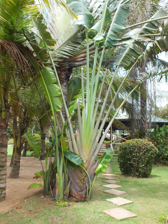 Gepflegte Anlage Hotel Bom Bom Island Resort