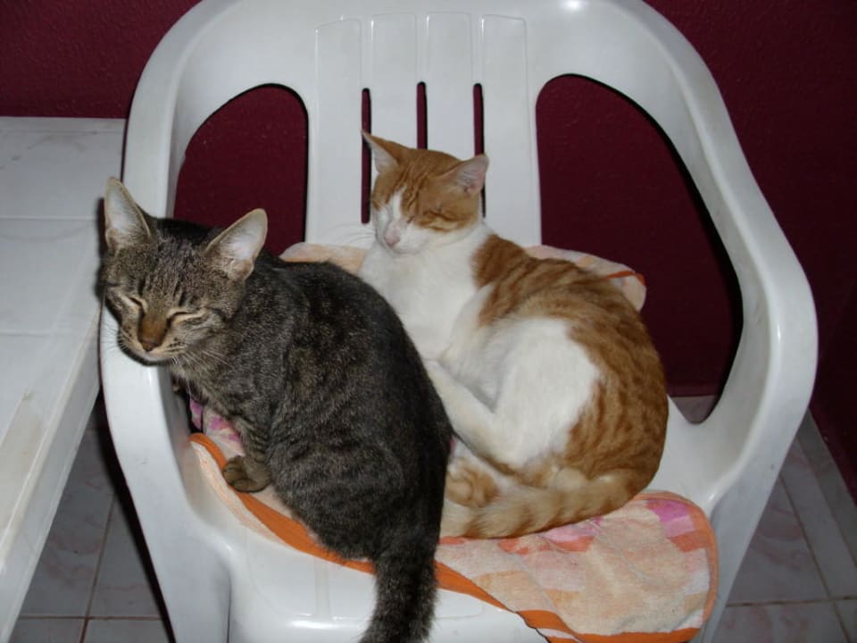 Unsere Hotelkatzen Side Altinkum Hotel