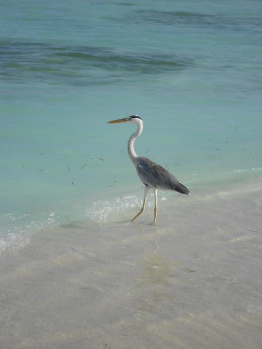 Fischreiher Meeru Maldives Resort Island