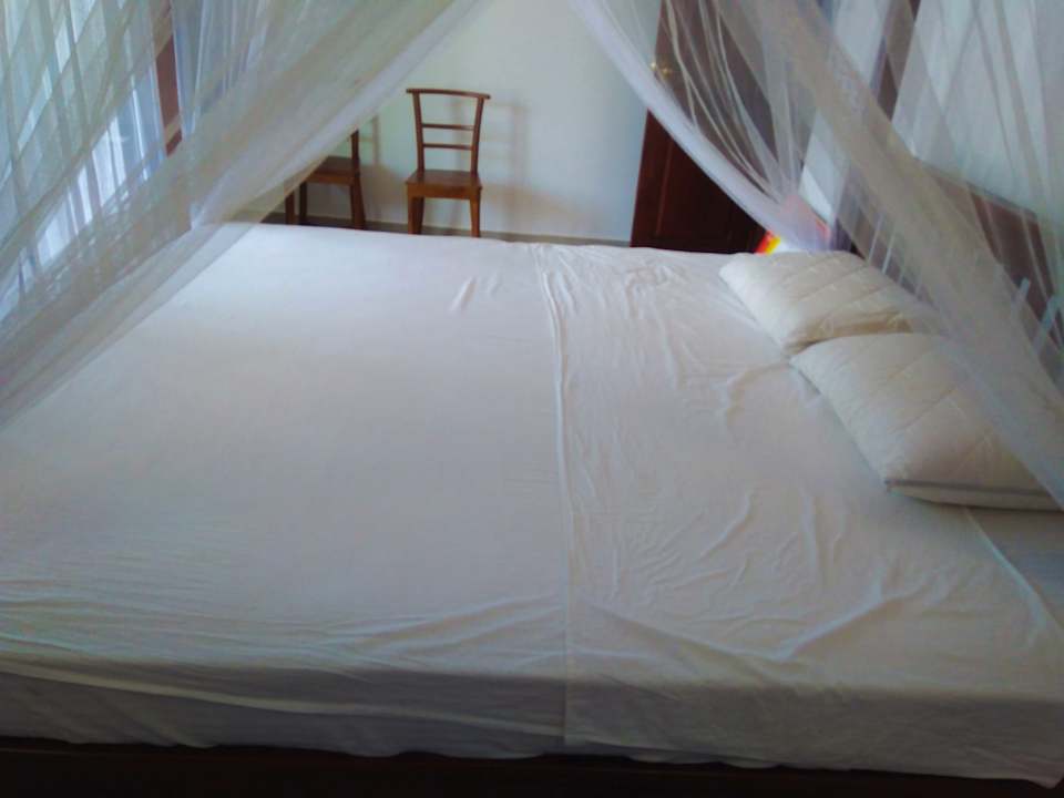 Zimmer Galle Camellia