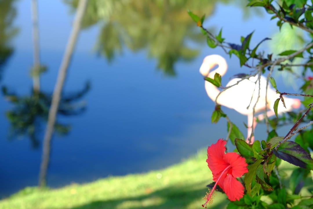 Hotelanlage Hotel Viva Dominicus Palace by Wyndham-All Inclusive Resort