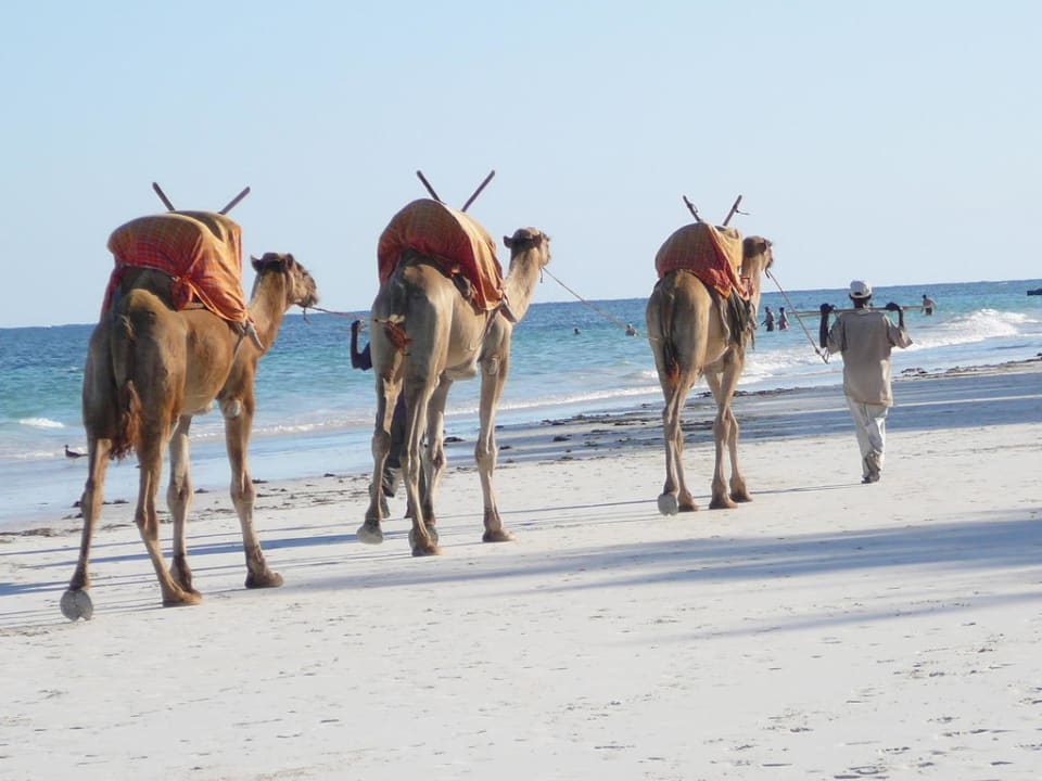 Kamele am Strand Hotel Papillon Lagoon Reef