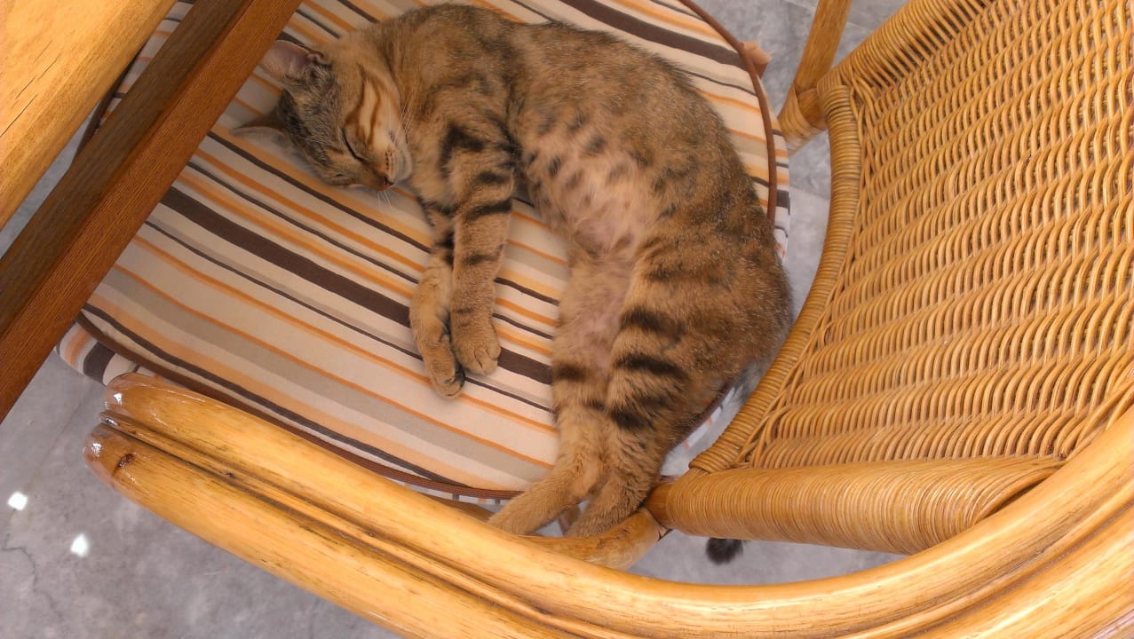 Sotiri der Hauskater Hotel Strogili