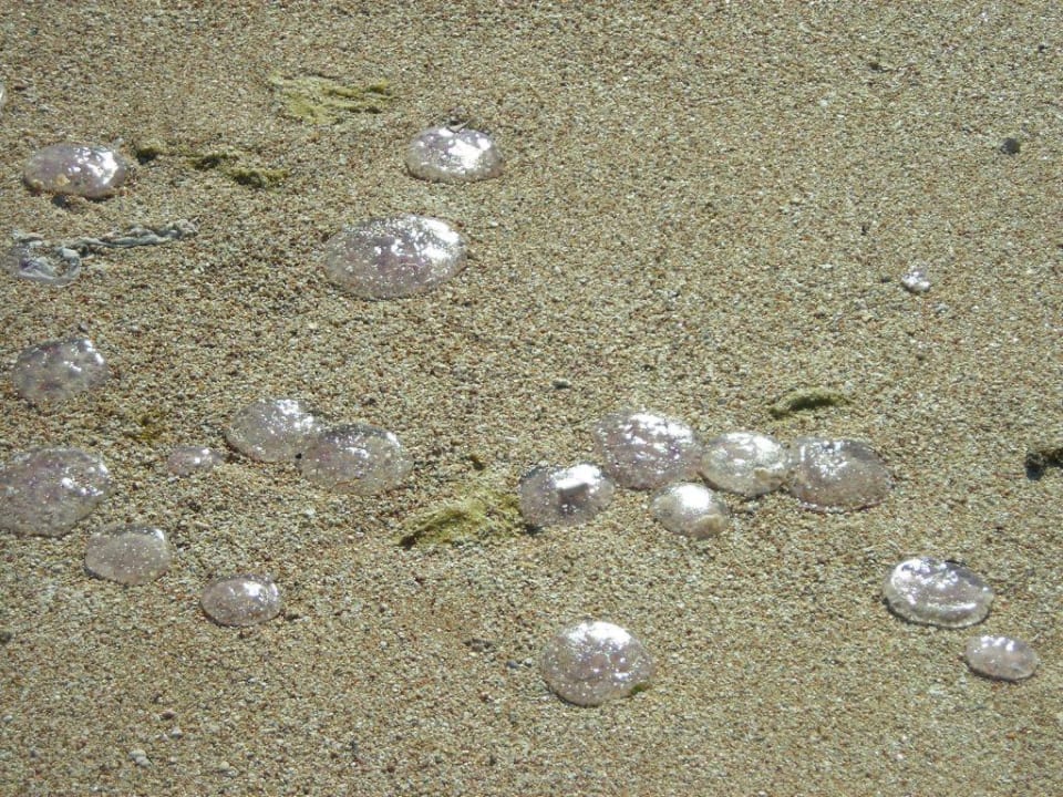 1000de Quallen am Strand Grand Makadi