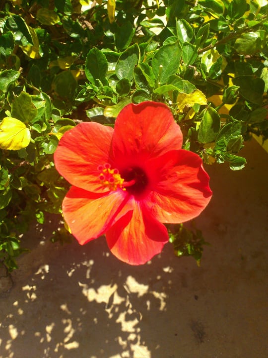 Fiore Rehana Royal Beach Resort Aqua Park & Spa