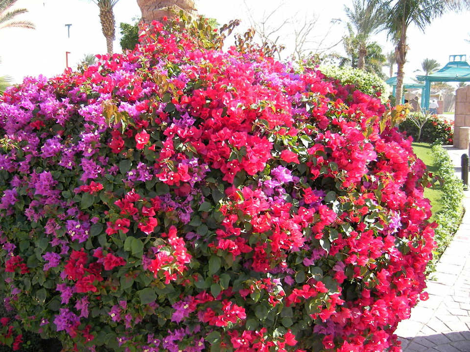 Blumen Hotel Tropicana Azure Club